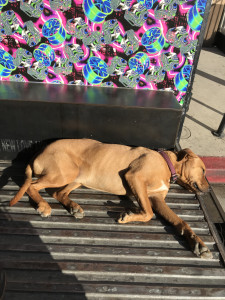 dog asleep in back of Gas gallery